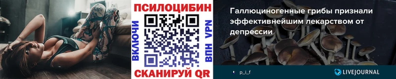 Галлюциногенные грибы Psilocybe  купить  цена  OMG ССЫЛКА  Каргат 